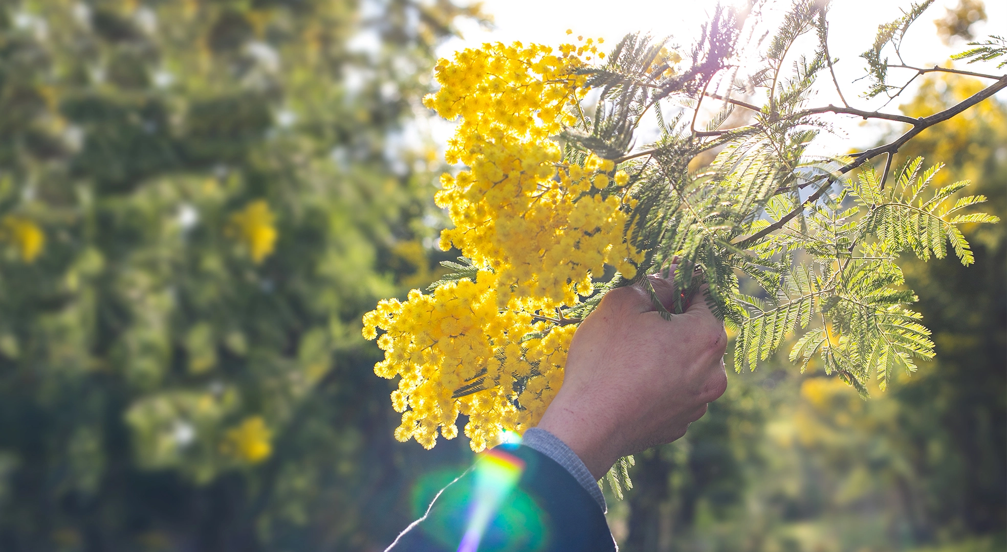 La tarte mimosa tire son nom de la fleur éponyme, connue pour sa couleur jaune lumineuse et son parfum délicat